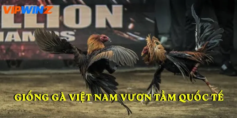 Giống gà Việt Nam vươn tầm quốc tế
