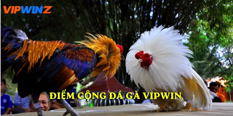 Điểm cộng đá gà VIPWIN do hội viên đánh giá
