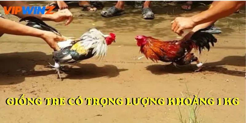 Giống tre có trọng lượng khoảng 1 kg
